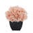 Rose est en rupture de stock
