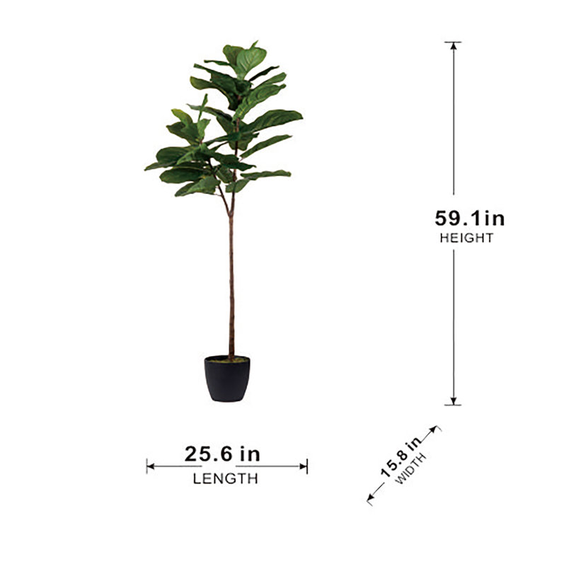 Figuier en pot