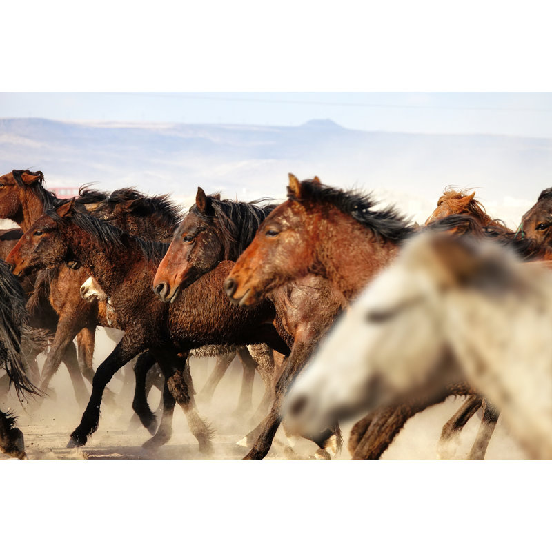 Herd Of Horses In Dusty Landscape by Imagedepotpro - Wrapped Canvas Print, 81cm H x 122cm W x 3.8cm D