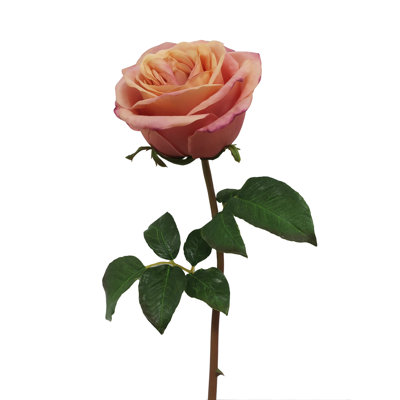 CRESSIDA ROSE SHORT STEM