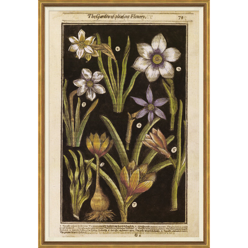«Botanicals», reproduction d'art encadrée