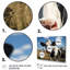 Cow Majestic II - Animals Canvas Prints-645948127-645948128