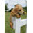 Jinesh Dog Weather Resistant Plastic Garden Statue