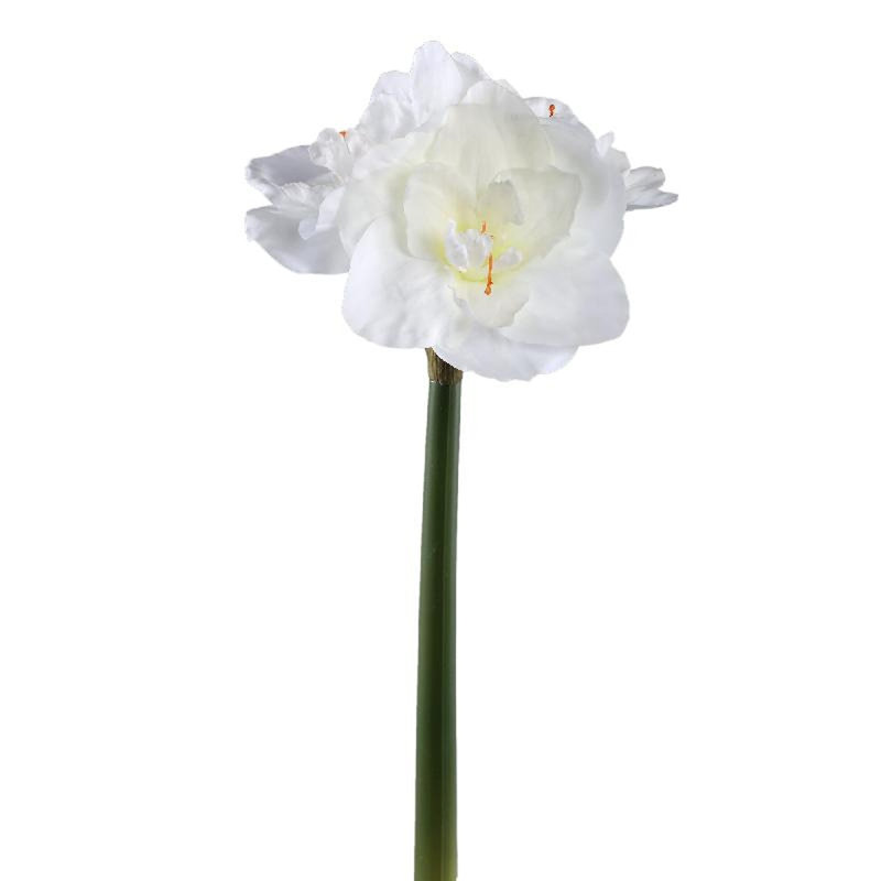 Amaryllis 75cm Plant