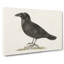 Common Raven by Von Wright - Wrapped Canvas Painting-55370782