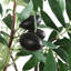 Olivier en pot Uttermost Olea