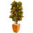 Croton Artificial Plant in Orange Planter