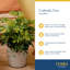 Schefflera Capella in Décor Planter