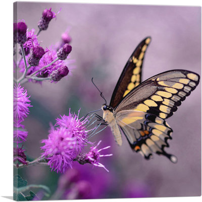 " Tiger Butterfly In Purple Flower "