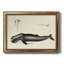 Antique Whale Study II - Peinture sur toile encadrée