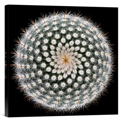 " Notocactus Scopa " by Victor Mozqueda