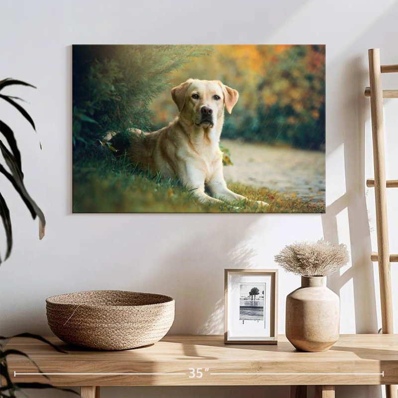 Brampt Labrador Retriever Mix, 26" H x 39" W