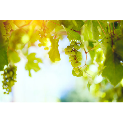 Grapes by Druvo