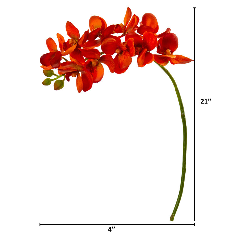Tige d'orchidée, Orange
