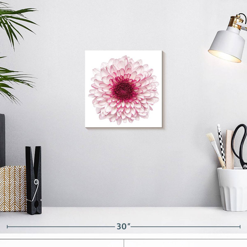 Chrysanthème rose Harnek, H 10 po x l 10 po