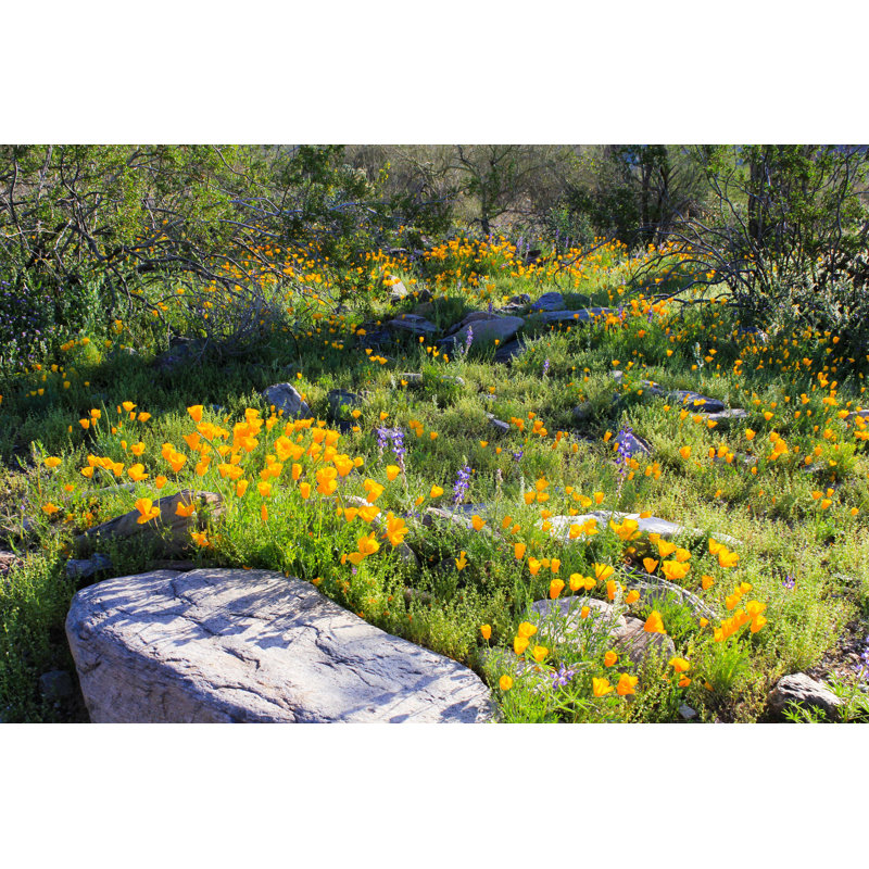 Fleurs sauvages dans le désert de Sonora - Photographie sur toile tendue, H 20 po x l 30 po