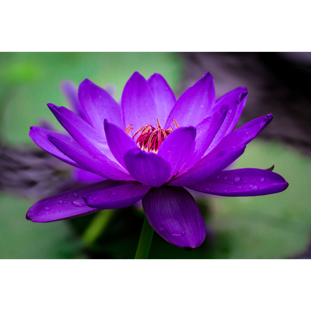 Makro Bild von Vivid Purple Blooming Water Lily In Nature von Nick_Pandevonium - No Frame Print on Canvas