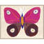Butterfly Pink Print by Paule Marrot-486224943-511959829-511959828