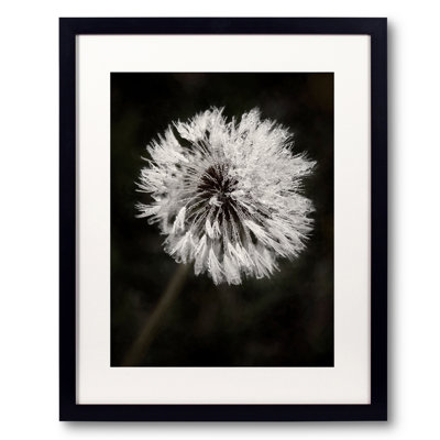 Water Drops on Dandelion Flower Framed Photographic Print