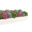 Sedum and Moss Arranged in Wood Planter-1619821988