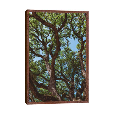 Texas Cottonwoods by Bethany Young - Print on Canvas