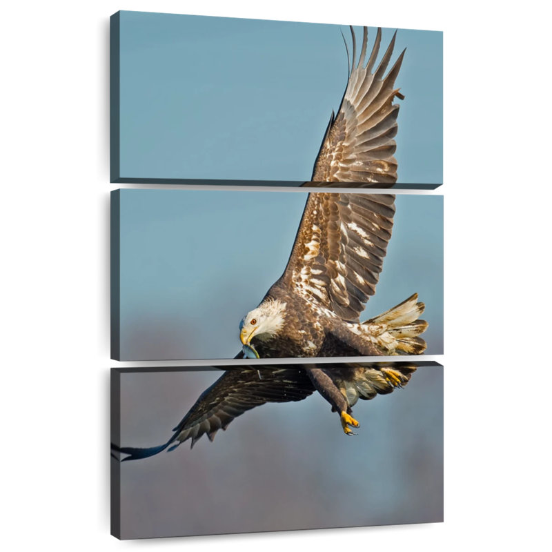 Brampt Soaring Bald Eagle