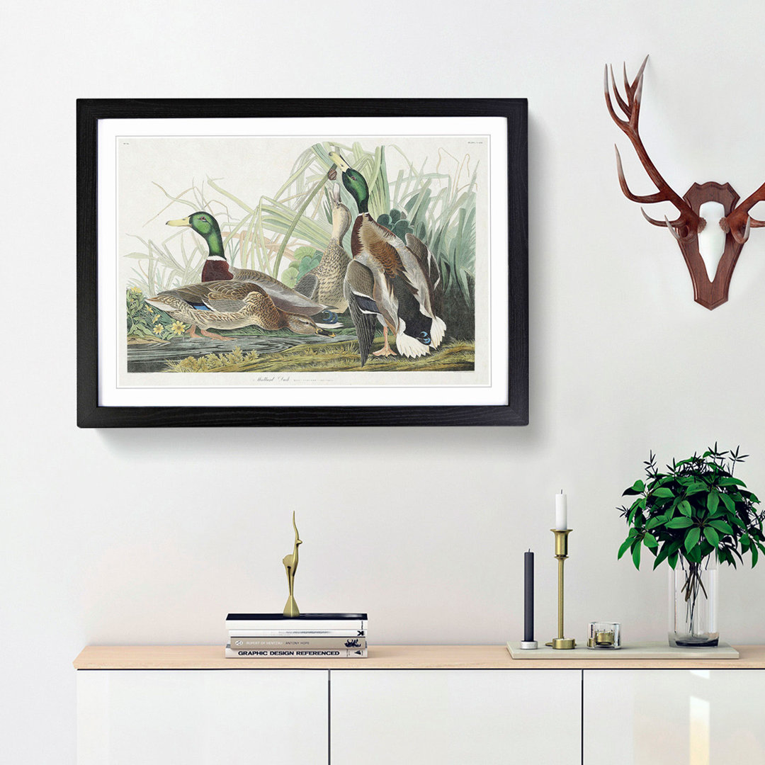 Mallard Ducks by John James Audubon - Framed Print