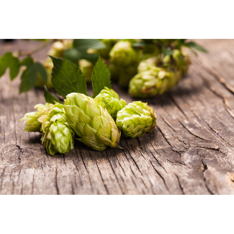 Hops Heap by Oksix - Wrapped Canvas Print, 30cm H x 46cm W
