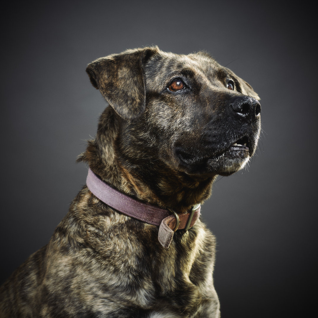 Portrait Of A Mixed Pit Bull Dog. von SensorSpot - Kunstdrucke auf Leinwand ohne Rahmen