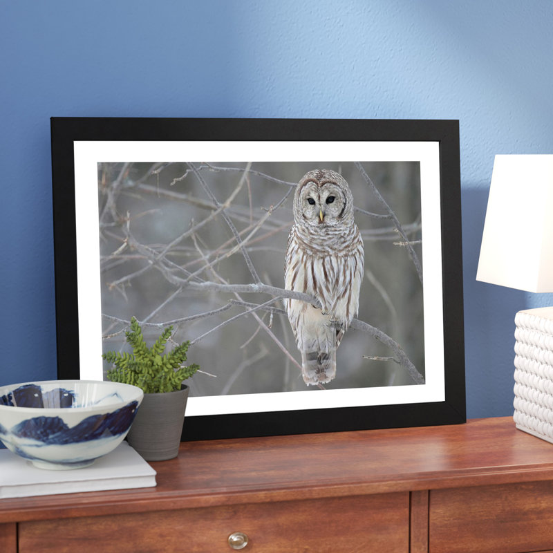 Photographie « Barred Owl on Branches », H 16 po x l 24 po x P 1 po, Papier encadré noir
