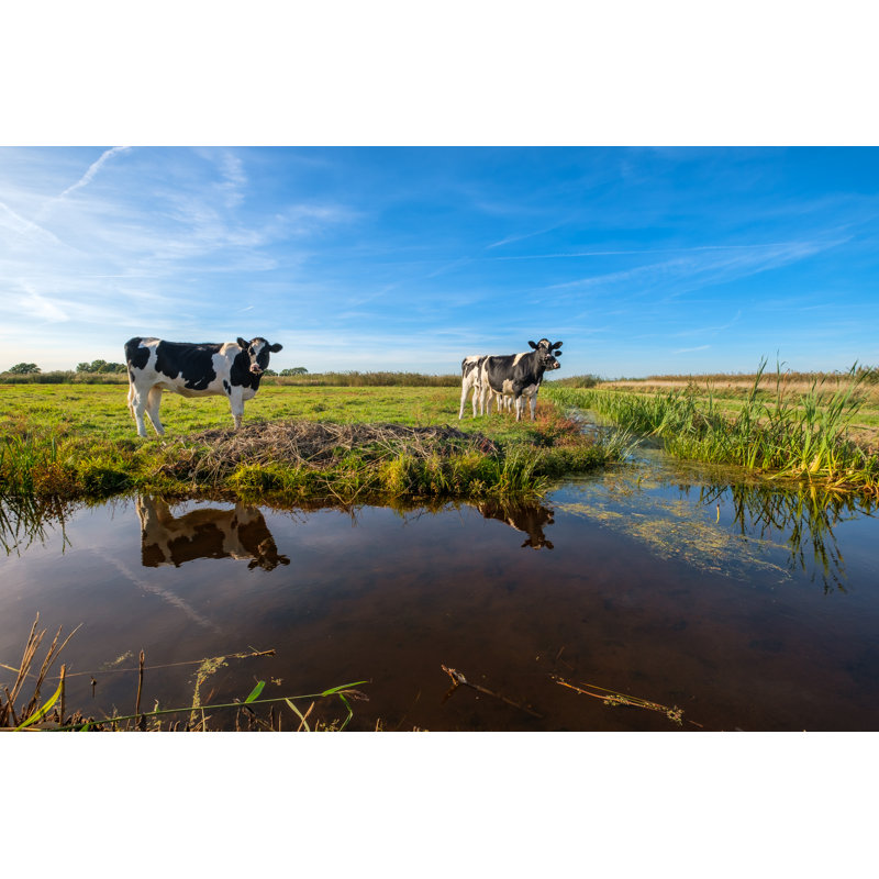Curious Young Cows by Frank Cornelissen - Wrapped Canvas Print, 30cm H x 46cm W