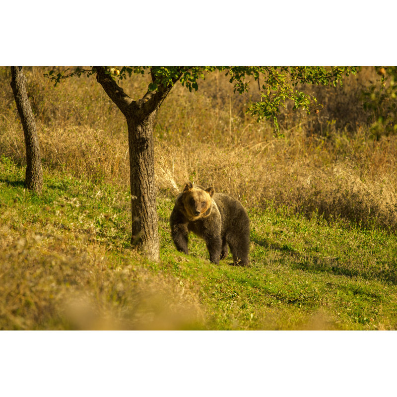 Abruzzo National Park by Alessandrobaldetti - Wrapped Canvas Print, 30cm H x 46cm W