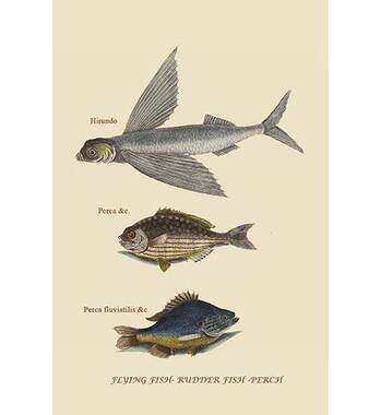Buyenlarge Flying Fish Rudder Fish Perch by Mark Catesby Print