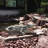 Gattis 18" Weather-Resistant Alligator Garden Statue