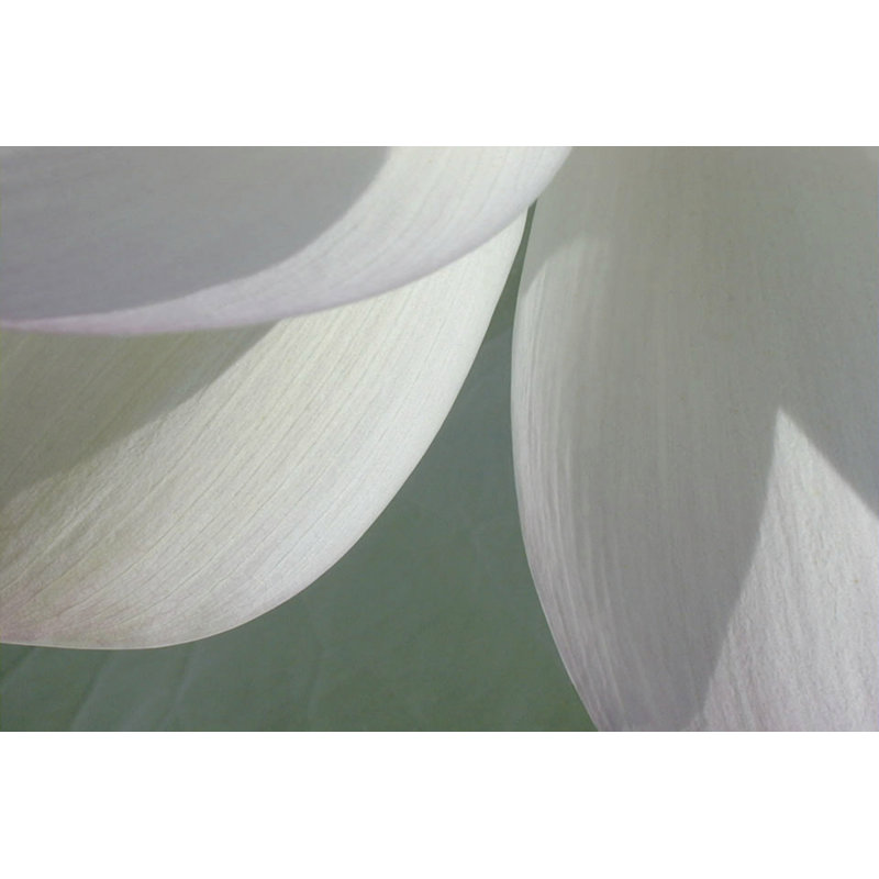 Lotus Detail I by Jim Christensen - Wrapped Canvas Print, 51cm H x 76cm W