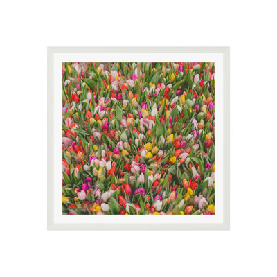 Thyrome "Rainbow Tulips" Print by Hello Twiggs