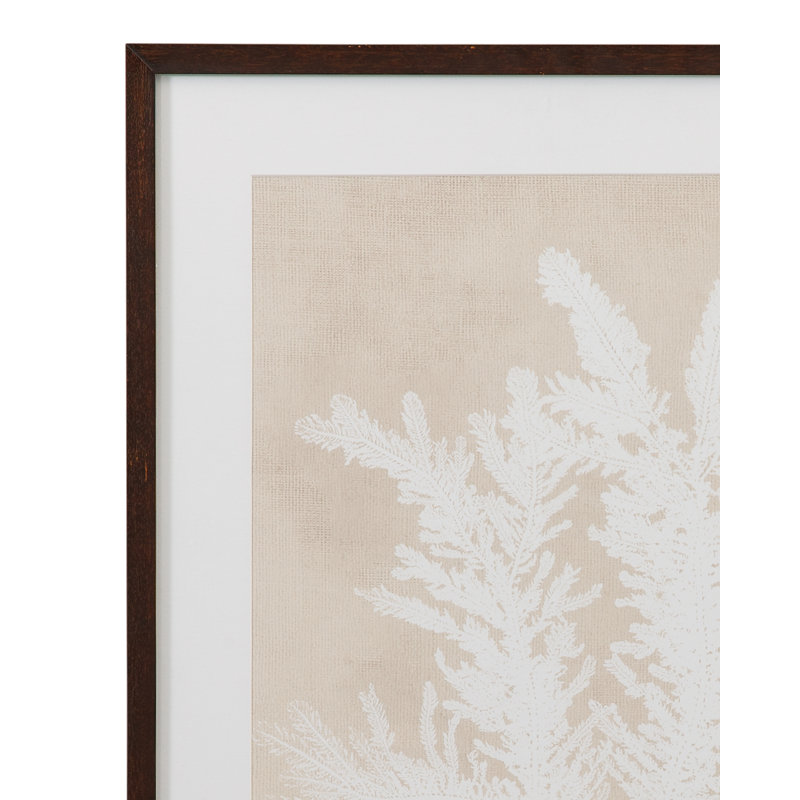 Ptilota Plumosa, reproduction encadrée
