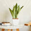 Ensemble de 2 pots à fleurs avec réservoir-882521625