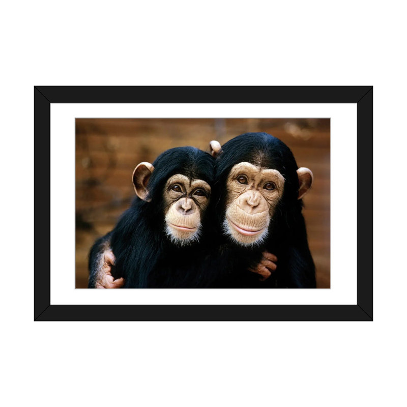 «Chimpanzees Wall Art Print», papier d'art encadré, 24 po x 16 po, Framed Paper, Black
