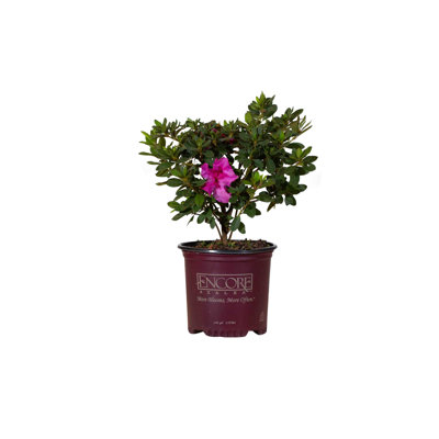 1 Gallon Autumn Royalty Encore Azalea - Reblooming Evergreen Shrub with Purple Blooms