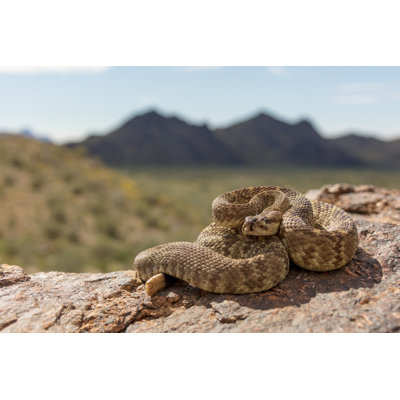 Crotale à queue noire (Crlotus Molossus)