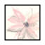 «Blush Clematis I» par Chris Paschke - impression sur toile tendue-31861556-73216688-73216690