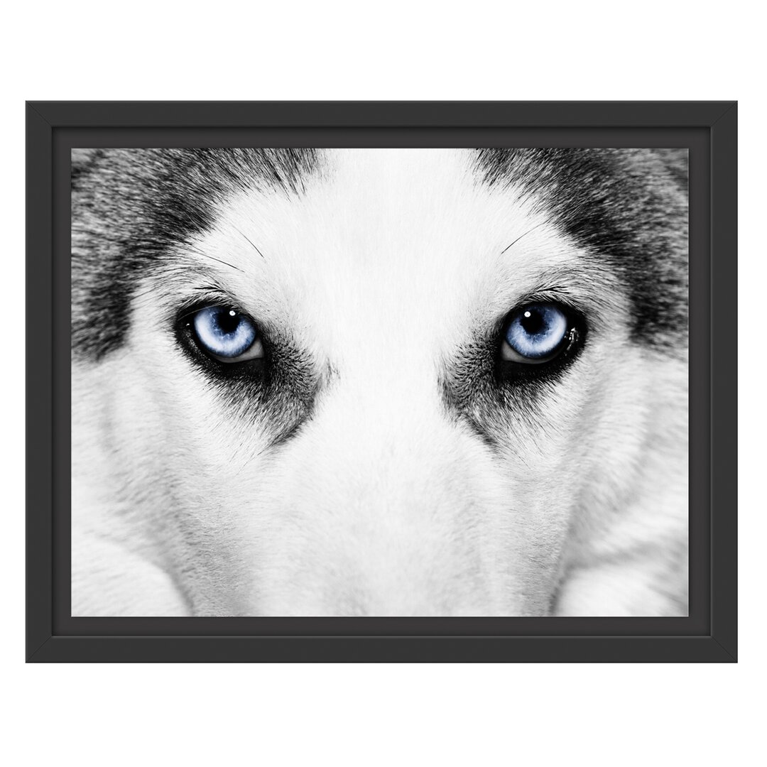 Gerahmtes Wandbild Husky mit Eisblauen Augen