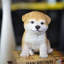  Brown Akita | Handpainted Decorative Puppy Statue for Home & Garden Decor | Premium Polyresin Dog Statue | Gift for Dog Lovers | Weather-Resistant Indoor/Outdoor Decor
