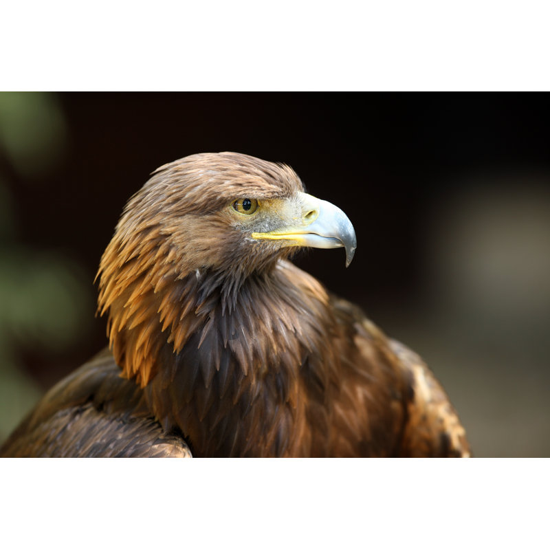 Golden Eagle - Wrapped Canvas Print, 30cm H x 46cm W x 3.8cm D