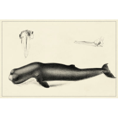 Antique Whale Study II