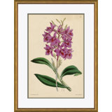 Curtis's Botanicals Giclee Print by Soicher Marin Archives