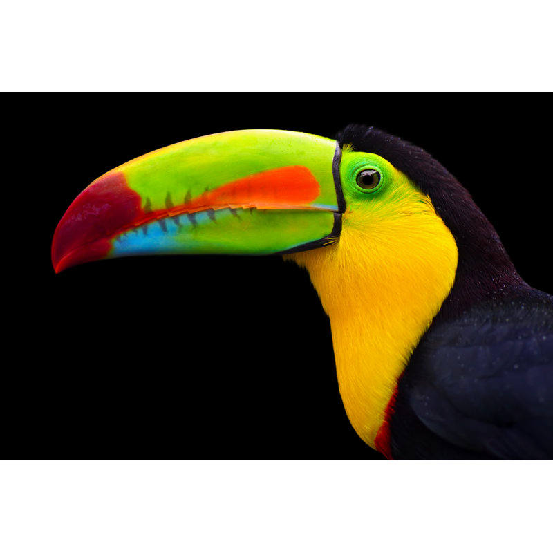 Keel Billed Toucan by Freder - Wrapped Canvas Print, 81cm H x 122cm W x 3.8cm D