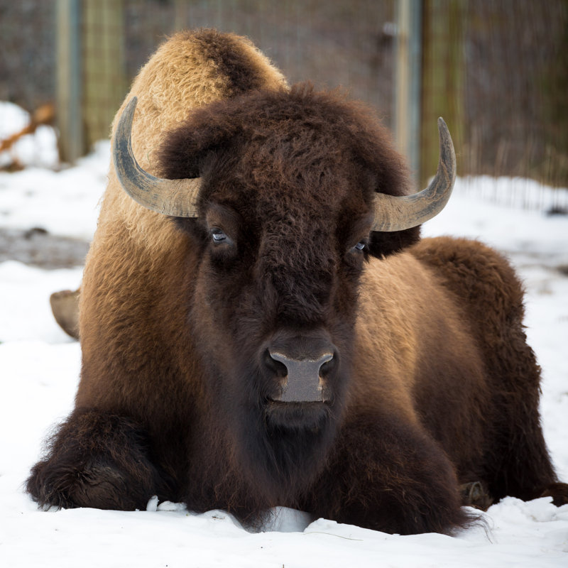 " American Bison " by Ultima_Gaina, 36" W x 36" H