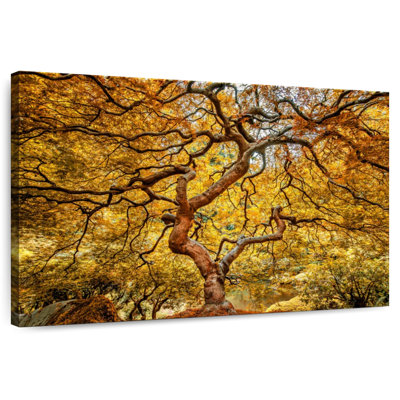 Harnek Yellow Japanese Maple Tree